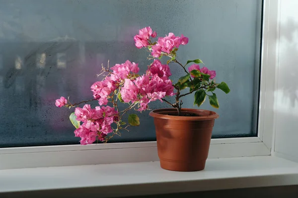 Bougainvillea Merah Muda Tumbuh Dalam Panci Jendela Kacanya Meleset Pagar — Stok Foto