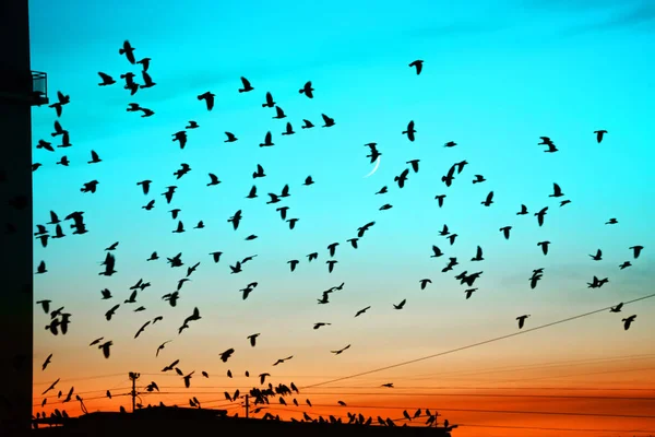 Groups of birds flying above roof at sunset on moon background. Birds silhouettes above building silhouettes. Lunation. Lunar month. Glowing multicolor dawn sky. Many birds migrate south in autumn.
