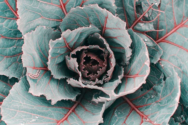 Cabbage in blue and turquoise trendy tones with red veins close up. Caterpillar crawls of leaf of cabbage with copy space. Insect in macro.