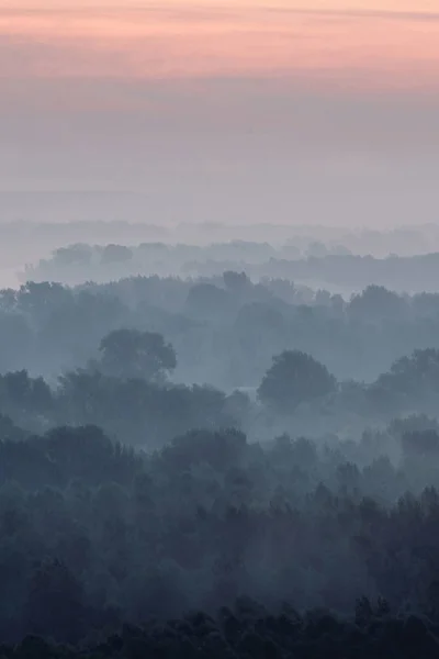 Vista Mística Del Bosque Bajo Neblina Primera Hora Mañana Niebla —  Fotos de Stock