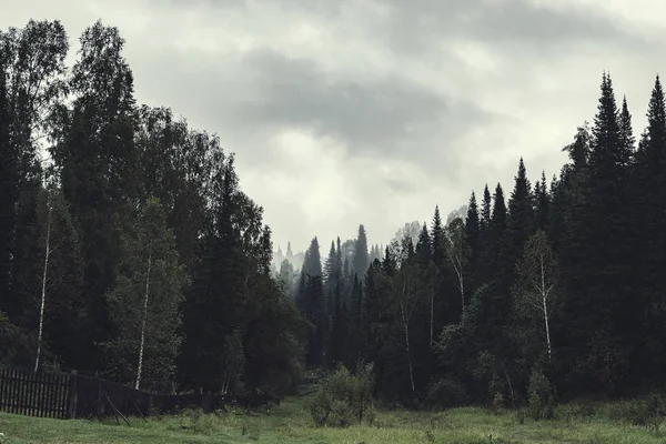 Karanlık ormanda akşam kasvetli bir atmosfer. Siste yüksek köknar ve çam. Taiga'da bulutlu hava ve ürkütücü sis. Ağaçlardan katmanlar arasında sis. Soluk tonlarda korku tarzında ürkütücü manzara.