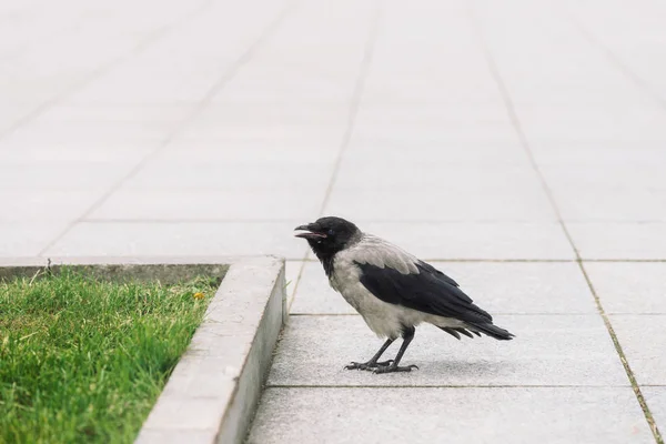 Svart Kråka Promenader Grå Trottoaren Nära Gränsen Bakgrund Grönt Gräs — Stockfoto