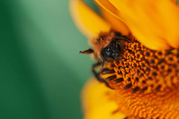 Χνουδωτή Μέλισσα Ζουμερό Κίτρινο Λουλούδι Πορτοκαλί Κέντρο Και Ζωηρά Ευχάριστα — Φωτογραφία Αρχείου