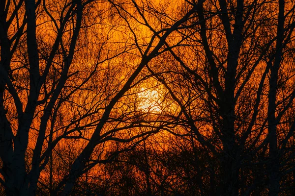 Sonne Scheint Durch Äste Von Bäumen Warmes Abstraktes Atmosphärisches Bild — Stockfoto