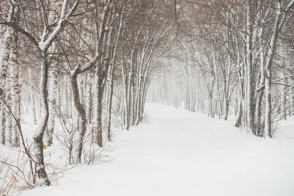 公园内树枝之间的雪隧道紧随其后 雪白的背景与小巷在树林 冬季树木在降雪时有霜冻的路径 雪落了 大气冬季景观 — 图库照片