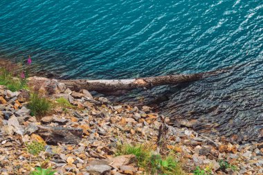 Su kenarına düşmüş ağaç. Dağ gölünün masmavi yüzeyinin parlak dokusu. Yaylaların zengin bitki örtüsü ile taşlı kıyı. Dağların bitki örtüsü. Şeffaf suda taşlı alt. Kopyalama alanı.