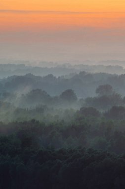 Sabahın erken saatlerinde sis altında ormanın tepesinden mistik bir manzara. Şafak öncesi gökyüzünün altında taiga ağaç siluetleri katmanları arasında Sis. Görkemli doğanın sakin sabah atmosferik minimalist manzara.