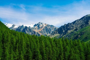 Mavi berrak gökyüzü altında ormanlık tepearkasında karlı dağ tepesinde. Kozalaklı ormanın üzerindeki kayalık sırt. Görkemli doğanın atmosferik minimalist manzara.