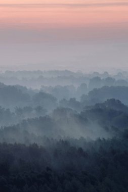 Sabahın erken saatlerinde ormanın gizemli manzarası. Tayga 'da şafak öncesi gökyüzünün altındaki ağaç siluetlerinin arasındaki ürkütücü sis. Soluk mavi tonlarda görkemli doğanın atmosferik minimalistik manzarası