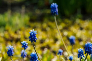 Yeşillik güneşli arka plan birkaç güzel mavi bluebells. Resimli kobalt çiçekleri kopya alanı ile yeşil otlar ile çevrili. Küçük cyan muscari yakın çekim. Güneş ışığında renkli sümbül.