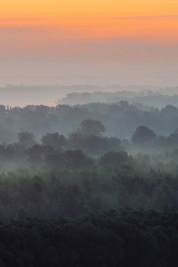 Sabahın erken saatlerinde sis altında ormanın tepesinden mistik bir manzara. Sıcak şafak öncesi gökyüzü altında taiga ağaç siluetleri katmanları arasında Sis. Görkemli doğanın sabah atmosferik minimalist manzara.