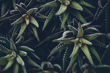 Karanlık atmosferik modern tonları Haworthia fasciata. Kopya alanı ile makro Inanılmaz dikenli bitki. Doğal çiçek arka plan. Vintage tarzında Güney Afrika'nın zengin bitki örtüsü. Nadir bitki türleri.