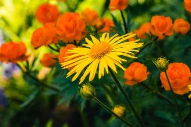 Güzel arnica yakın kopya alanı ile sıcak globeflowers arka planda büyümek. Yeşil ve peri arka plan üzerinde makro turuncu merkezi ile parlak sarı taze bitkiler. Şifalı bitkiler.