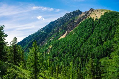 Güneşli bir günde yamaçta kozalaklı orman ile dev kaya. Güneş ışığında büyük dağ yamacında iğne yapraklı ağaçların üstleri doku. Kayalık kayalık. Görkemli doğanın canlı dağ manzarası. Çamlar, ladinler.