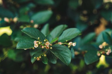 Cotoneaster lucidus 'un genç tomurcukları arka plandaki gölgeli yeşil yaprakların fotokopi uzayına yakın. Makrodaki küçük güzel çiçeklerin üzerindeki küçük bir böcek gibi. Tomurcuklardaki böcek.