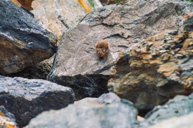 Pika kemirgen, dağlık bölgelerdeki taşların üzerinde. Renkli kayalık tepede küçük meraklı hayvan. Dağlarda pitoresk kayalar üzerinde küçük kabarık sevimli memeli. Büyük kulaklı küçük fare. Küçük çevik pika.