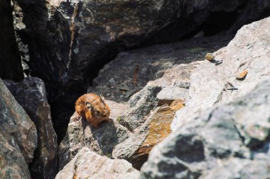 Pika kemirgen, dağlık bölgelerdeki taşların üzerinde. Renkli kayalık tepede küçük meraklı hayvan. Dağlarda pitoresk kayalar üzerinde küçük kabarık sevimli memeli. Büyük kulaklı küçük fare. Küçük çevik pika.