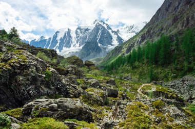 Kozalaklı ormanın arkasında inanılmaz büyük bir buzul. Bulutlu gökyüzünde karlı dağ sırası. Karla kaplı harika dev kayalık sırt. Yaylaların görkemli doğasının atmosferik manzarası. Nefes kesen dağ manzarası