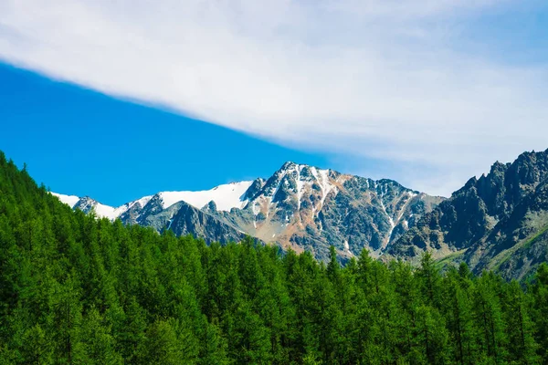 Snowy mountain top behind wooded hill under blue clear sky. Rocky ridge above coniferous forest. Atmospheric minimalistic landscape of majestic nature.