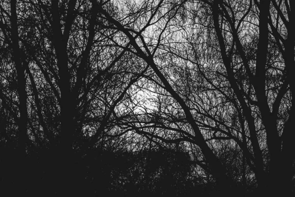 Sun Shines Branches Trees Monochrome Abstract Atmospheric Image Sunlight Branches — Stock Photo, Image