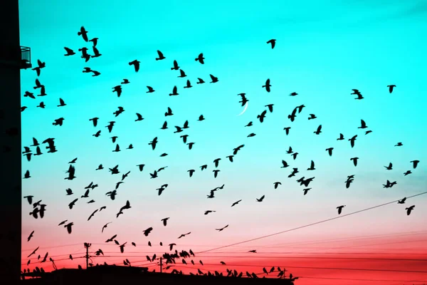 Groups of birds flying above roof at sunset on moon background. Birds silhouettes above building silhouettes. Lunation. Lunar month. Glowing multicolor dawn sky. Many birds migrate south in autumn.