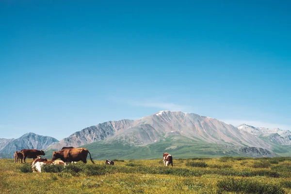 Koeien Grazen Vallei Het Dal Tegen Prachtige Reuzen Bergen Zonnige — Stockfoto