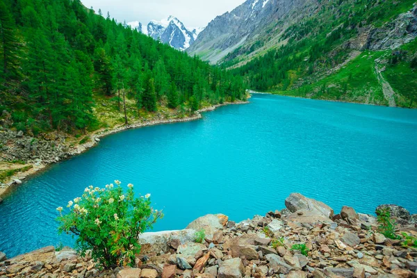 Cespuglio Verde Collina Sassosa Sullo Sfondo Ghiacciaio Lago Montagna Foresta — Foto Stock