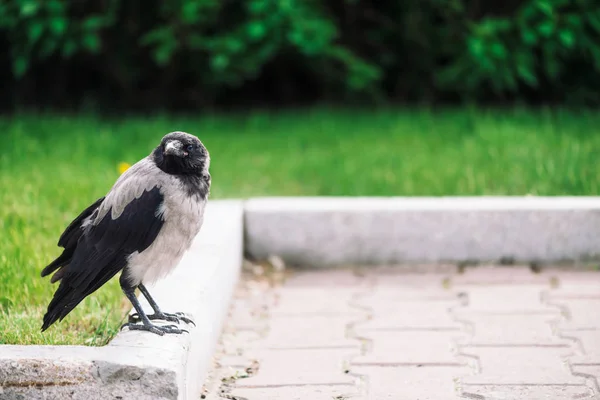 Svart Kråka Går Gränsen Nära Gray Trottoaren Bakgrund Rika Grönska — Stockfoto