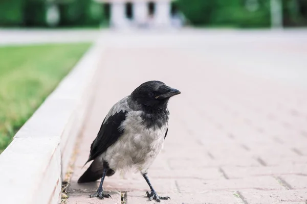 黒いカラスは コピースペースを持つ緑の草の背景に灰色の歩道の近くの国境を歩きます 舗装上のレイヴン アスファルトの野鳥都市動物の捕食動物 鳥の羽毛がクローズアップ — ストック写真