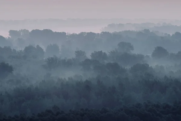 Tajemný Výhled Les Mlze Časně Ráno Podivná Mlha Mezi Vrstvami — Stock fotografie