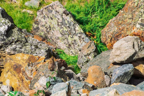 Pika Roedor Sobre Piedras Las Tierras Altas Pequeño Animal Curioso —  Fotos de Stock