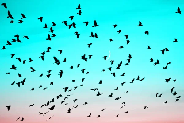 Groups of birds flying at sunset on moon background. Birds silhouettes in gradient sunrise sky. Lunation. Lunar month. Glowing multicolor dawn sky. Many birds migrate south in autumn.