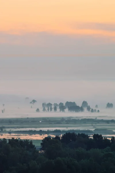 Vista Mística Del Bosque Bajo Neblina Primera Hora Mañana Niebla — Foto de Stock
