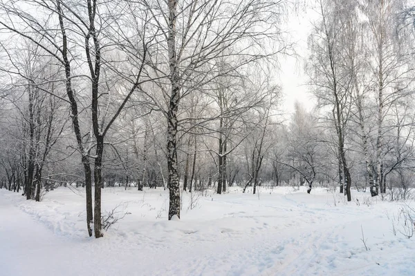 公园内树枝之间的雪隧道紧随其后 雪白的背景与小巷在树林 冬季树木在降雪时有霜冻的路径 雪落了 大气冬季景观 — 图库照片