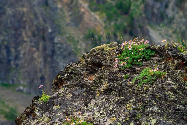 Aster Alpinus Taşların Arasında Kayalar Üzerinde Yetişir Sarı Merkezi Ile — Stok fotoğraf