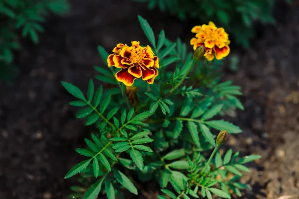 美丽的万寿菊在绿地中生长 花坛上小天鹅绒红黄相间的花朵 带复制空间的地面塔格特背景 — 图库照片