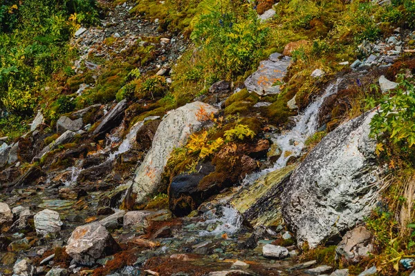 Rich flora of highlands. Red and green mosses, colorful plants, lichens, small waterfall from rock. Spring water on mountainside. Amazing natural background with beautiful vegetation of mountains.