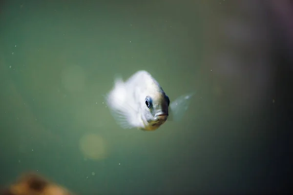 Sciaenochromis Fryeri Hal Kék Színű Fekete Foltok Lebeg Akváriumban Mbuna — Stock Fotó