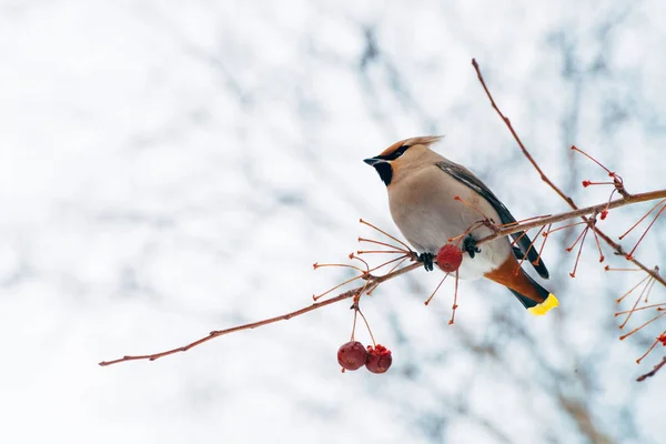 Beautiful Waxwing Sits Brunch Tree Colorful Migratory Songbird Sing Sky — Stock Photo, Image