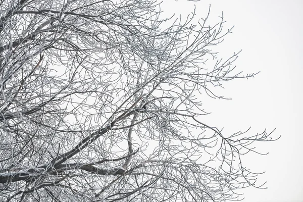 Ramas Congeladas Sobre Fondo Cielo Blanco Ramas Árboles Nevados Con —  Fotos de Stock