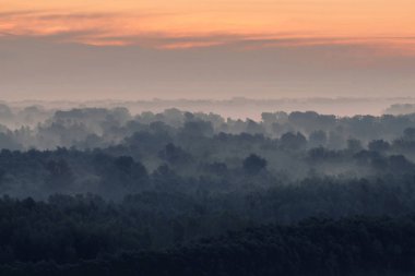 Sabahın erken saatlerinde ormanın gizemli manzarası. Tayga 'da şafak öncesi gökyüzünün altındaki ağaç siluetlerinin arasındaki ürkütücü sis. Soluk mavi tonlarda görkemli doğanın atmosferik minimalistik manzarası