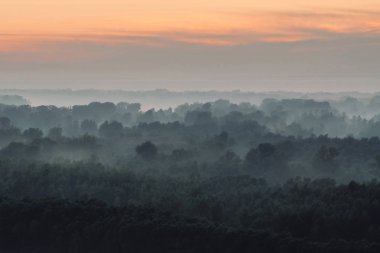 Sabahın erken saatlerinde sis altında ormanın tepesinden mistik bir manzara. Şafak öncesi gökyüzünün altında taiga ağaç siluetleri katmanları arasında ürkütücü sis. Görkemli doğanın sabah atmosferik minimalist manzara.