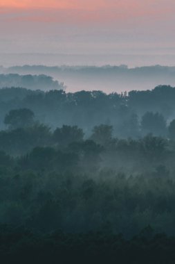 Sabahın erken saatlerinde sis altında ormanın tepesinden mistik bir manzara. Sıcak şafak öncesi gökyüzü altında taiga ağaç siluetleri katmanları arasında Sis. Görkemli doğanın sabah atmosferik minimalist manzara.