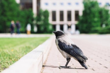 Siyah karga kopya alanı ile bokeh şehir binasının arka planda gri kaldırım yakınında sınırda yürüyor. Yeşil çimenlerin yanında kaldırımda kuzgun. Asfalttaki yabani kuş yakın çekim. Şehrin yırtıcı hayvanı.