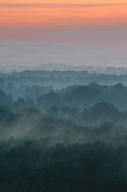 Sabahın erken saatlerinde sis altında ormanın tepesinden mistik bir manzara. Sıcak şafak öncesi gökyüzü altında taiga ağaç siluetleri katmanları arasında Sis. Görkemli doğanın sabah atmosferik minimalist manzara.