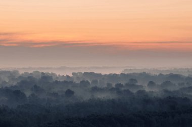 Sabahın erken saatlerinde ormanın gizemli manzarası. Tayga 'da şafak öncesi gökyüzünün altındaki ağaç siluetlerinin arasındaki ürkütücü sis. Soluk mavi tonlarda görkemli doğanın atmosferik minimalistik manzarası