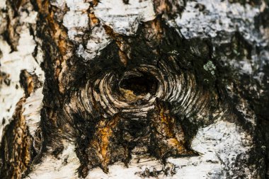 Makro huş kabuğu ayrıntılı doku. İçi boş yakın benekli betula yüzeyinin alışılmadık bir parçası. Kopya alanı ile ağacın yaralanması. Karınca ile ağaç güzel kabartma.