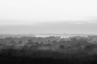 Sabahın erken saatlerinde sis altında orman mistik görünümü. Tek renkli taiga ağaçlar siluetleri katmanları arasında ürkütücü sis. Görkemli doğanın sakin atmosferik minimalist tek renkli manzara.