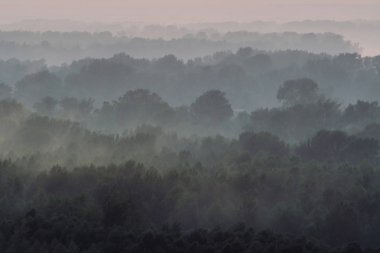 Sabahın erken saatlerinde sis altında ormanın tepesinden mistik bir manzara. Şafak öncesi gökyüzünün altında taiga ağaç siluetleri katmanları arasında ürkütücü sis. Görkemli doğanın sabah atmosferik minimalist manzara.