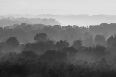Mystical view on forest under haze at early morning. Eerie mist among layers from trees silhouettes in taiga in monochrome. Calm atmospheric minimalistic monochrome landscape of majestic nature. clipart